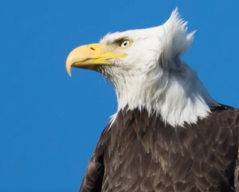 Alaska Permanent Fund: Amount, Payments, and Stimulus Impact